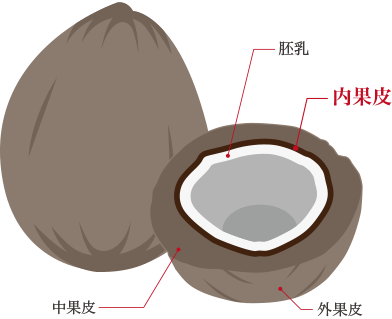 活性炭の原材料はヤシの実だからウォーターサーバと比較しても安心。余分な成分を与えたくない赤ちゃんやペットの飲料水としてもおすすめ